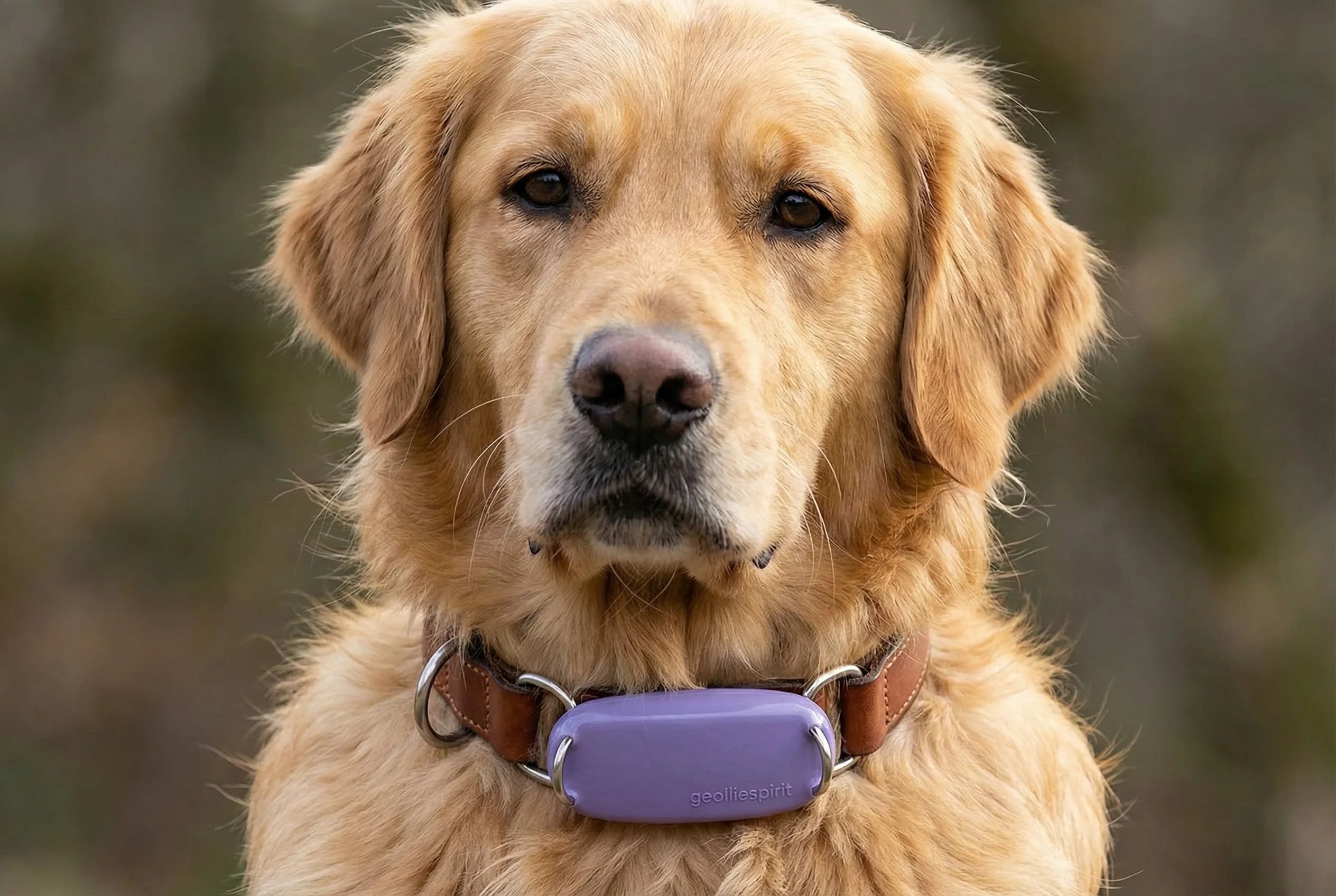 Akıllı Köpek Takip Cihazı