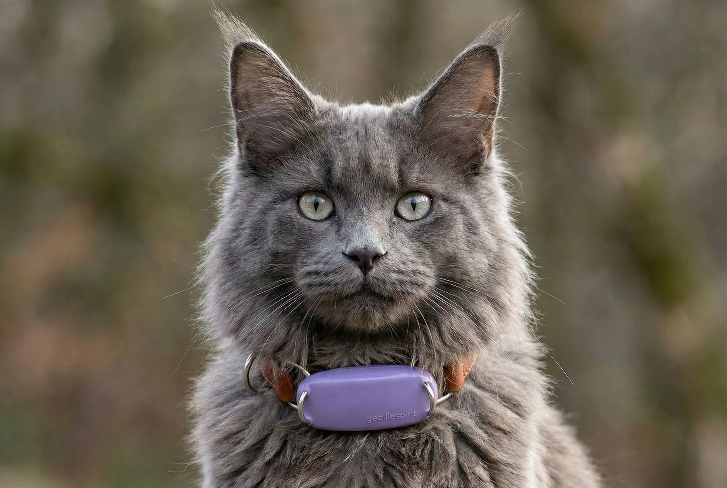Cat with GPS tracker